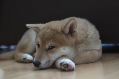 cachorro de perro de raza shiba inu, jugando