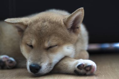 cachorro de perro de raza shiba inu, jugando