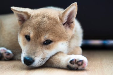 cachorro de perro de raza shiba inu, jugando