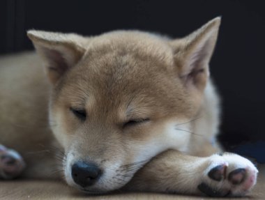cachorro de perro de raza shiba inu, jugando