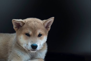 cachorro de perro de raza shiba inu, jugando