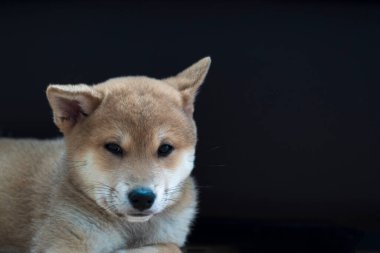cachorro de perro de raza shiba inu, jugando