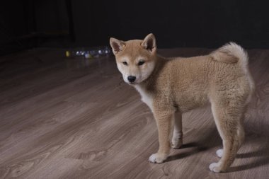 cachorro de shiba inu, jugando distraido de la camara
