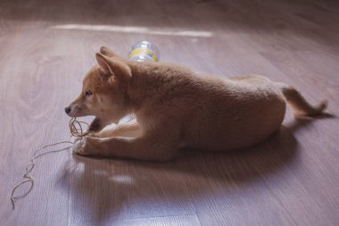 cachorro de shiba inu, jugando distraido de la camara
