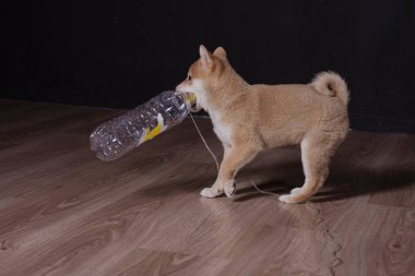 cachorro de shiba inu, jugando distraido de la camara