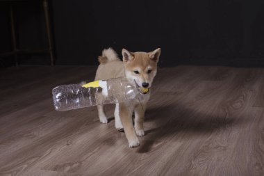 cachorro de shiba inu, jugando distraido de la camara