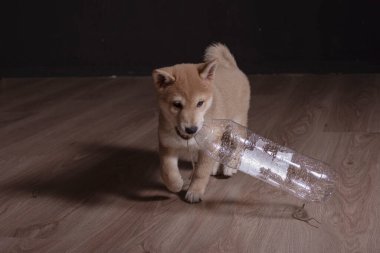 cachorro de shiba inu, jugando distraido de la camara