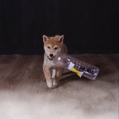 cachorro de shiba inu, jugando distraido de la camara