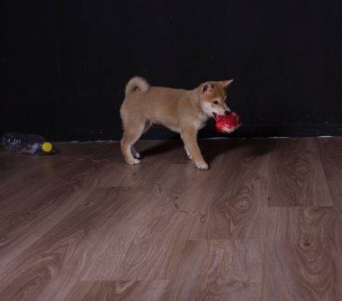 cachorro de shiba inu, jugando distraido de la camara