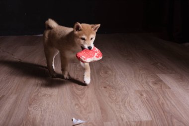cachorro de shiba inu, jugando distraido de la camara