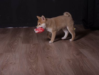cachorro de shiba inu, jugando distraido de la camara