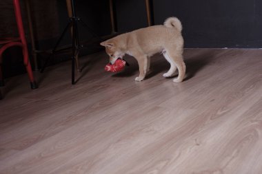 cachorro de shiba inu, jugando distraido de la camara