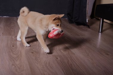 cachorro de shiba inu, jugando distraido de la camara
