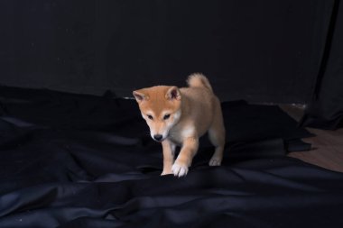 cachorro de shiba inu, jugando distraido de la camara