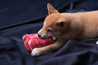 cachorro de shiba inu, jugando distraido de la camara