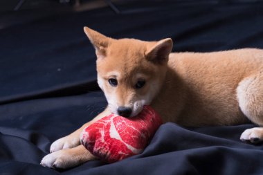 cachorro de shiba inu, jugando distraido de la camara