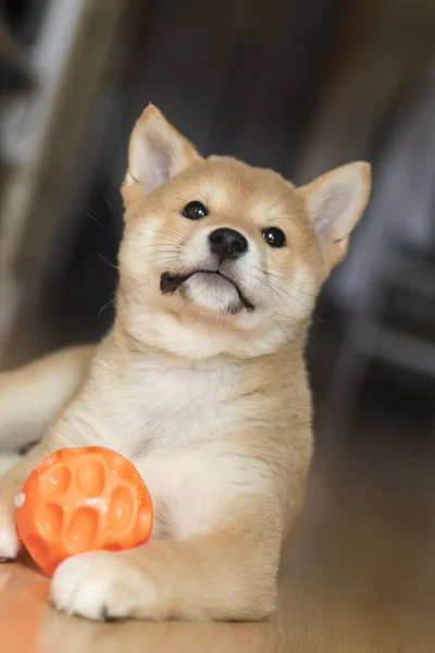 Cachorro Perro Raza Shiba Inu Jugando - Stock-foto