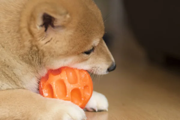 Cachorro Perro Raza Shiba Inu Jugando — Fotografia de Stock