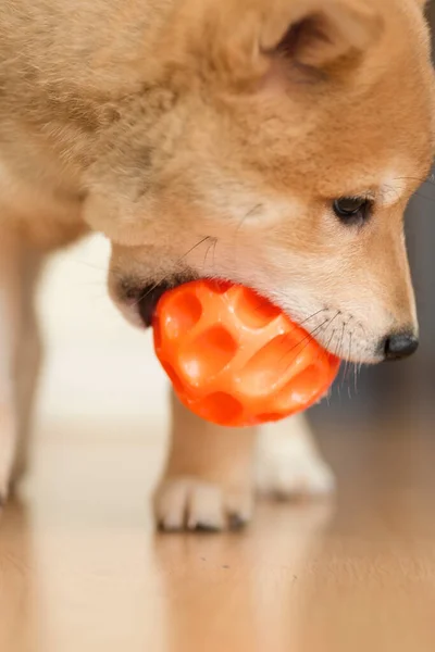 Cachorro Perro Raza Shiba Inu Jugando — Fotografia de Stock