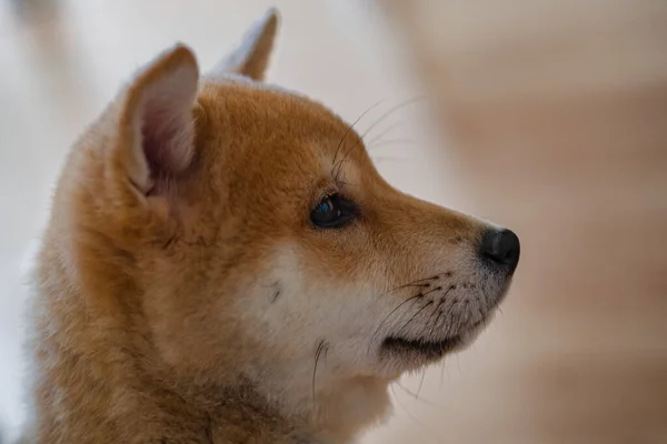 Cachorro Perro Raza Shiba Inu Jugando — Φωτογραφία Αρχείου