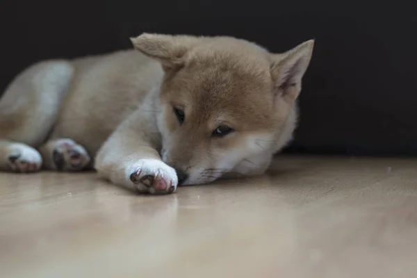 Cachorro Perro Raza Shiba Inu Jugando — Fotografia de Stock