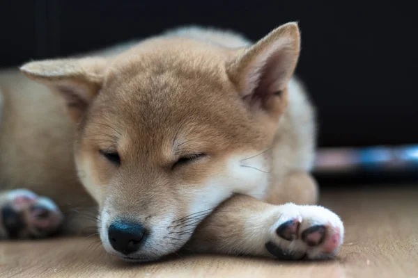 Cachorro Perro Raza Shiba Inu Jugando — Fotografia de Stock