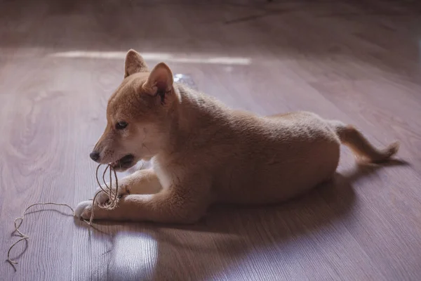 Cachorro Shiba Inu Jugando Distraido Camara — Φωτογραφία Αρχείου