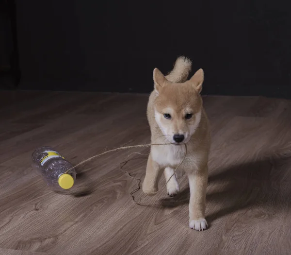 cachorro de shiba inu, jugando distraido de la camara