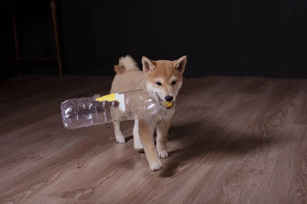 Cachorro Shiba Inu Jugando Distraido Camara —  Fotos de Stock