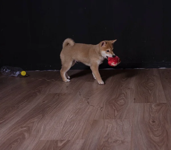 Cachorro Shiba Inu Jugando Distraido Camara — Foto de Stock