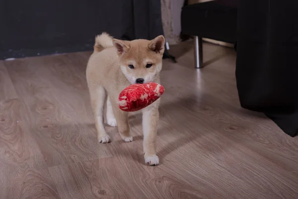 Cachorro Shiba Inu Jugando Distraido Camara — 스톡 사진