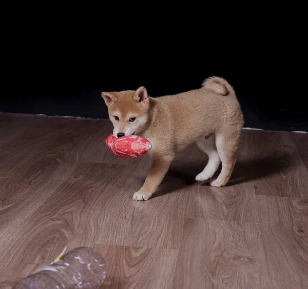cachorro de shiba inu, jugando distraido de la camara