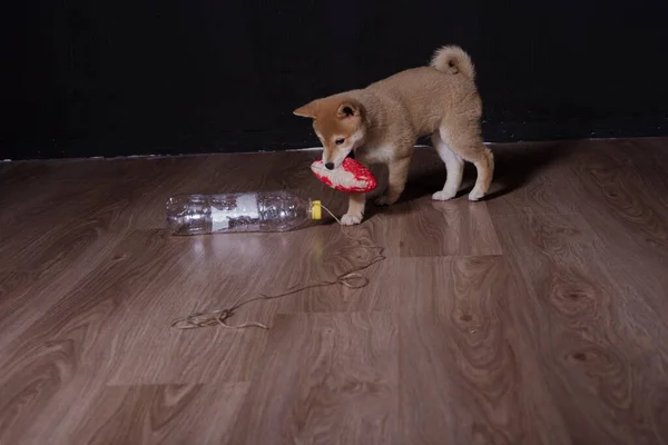 Cachorro Shiba Inu Jugando Distraido Camara — Foto de Stock