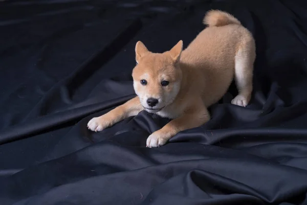 Cachorro Shiba Inu Jugando Distraido Camara — Stock Photo, Image