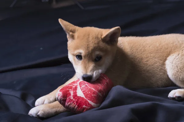 Cachorro Shiba Inu Jugando Distraido Camara — 스톡 사진