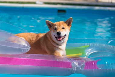 cachorro de perro de raza shiba inu, jugando