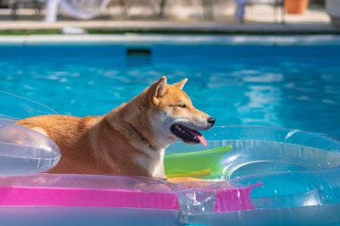 cachorro de perro de raza shiba inu, jugando