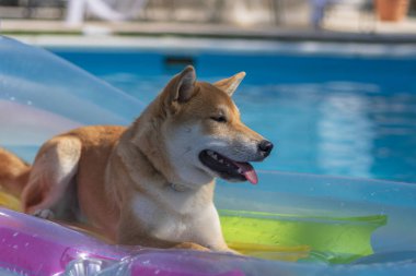 cachorro de perro de raza shiba inu, jugando