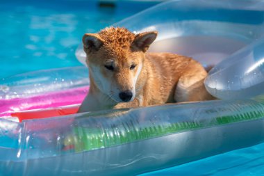 cachorro de perro de raza shiba inu, jugando distraido de la camara