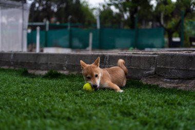 cachorro de perro de raza shiba inu, jugando