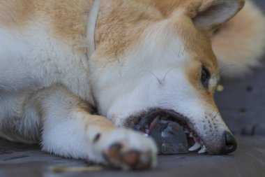 cachorro de perro de raza shiba inu, jugando