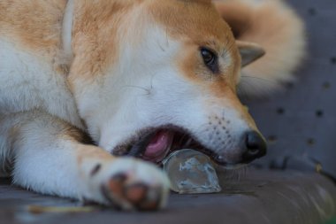 cachorro de perro de raza shiba inu, jugando