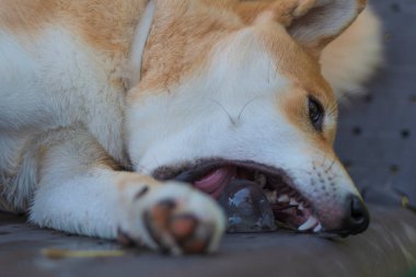 cachorro de perro de raza shiba inu, jugando