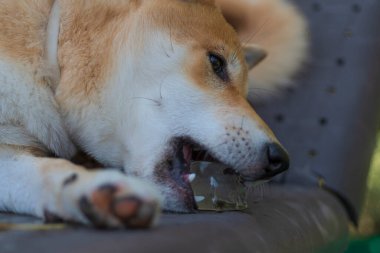 cachorro de perro de raza shiba inu, jugando