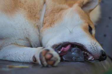 cachorro de perro de raza shiba inu, jugando