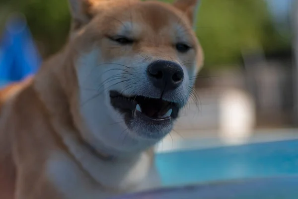 Cachorro Perro Raza Shiba Inu Jugando — Photo