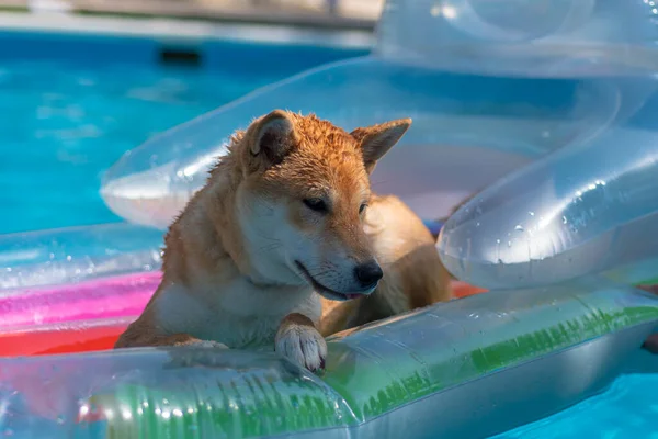 Cachorro Perro Raza Shiba Inu Jugando Distraido Camara — Stock Photo, Image