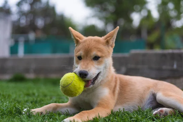 Cachorro Perro Raza Shiba Inu Jugando Distraido Camara — Stockfoto
