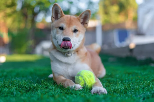 Cachorro Perro Raza Shiba Inu Jugando Distraido Camara — Stockfoto