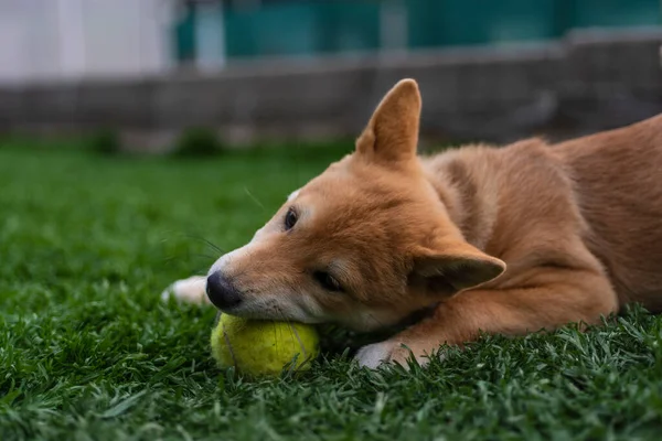 Cachorro Perro Raza Shiba Inu Jugando — Stock fotografie